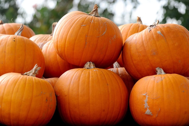 Stoke Fruit Farm in Hayling Island, have a fantastic display of pumpkins which can be seen and purchased ready in time for Halloween.
Picture: Sarah Standing (101023-1802)