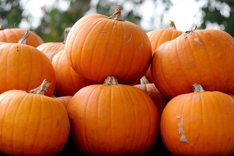 Stoke Fruit Farm in Hayling Island, have a fantastic display of pumpkins which can be seen and purchased ready in time for Halloween. 
Picture: Sarah Standing (101023-1802)