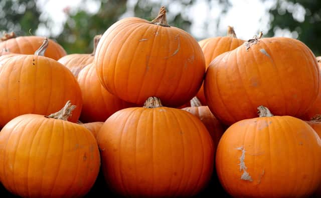 Stoke Fruit Farm in Hayling Island, have a fantastic display of pumpkins which can be seen and purchased ready in time for Halloween. 
Picture: Sarah Standing (101023-1802)