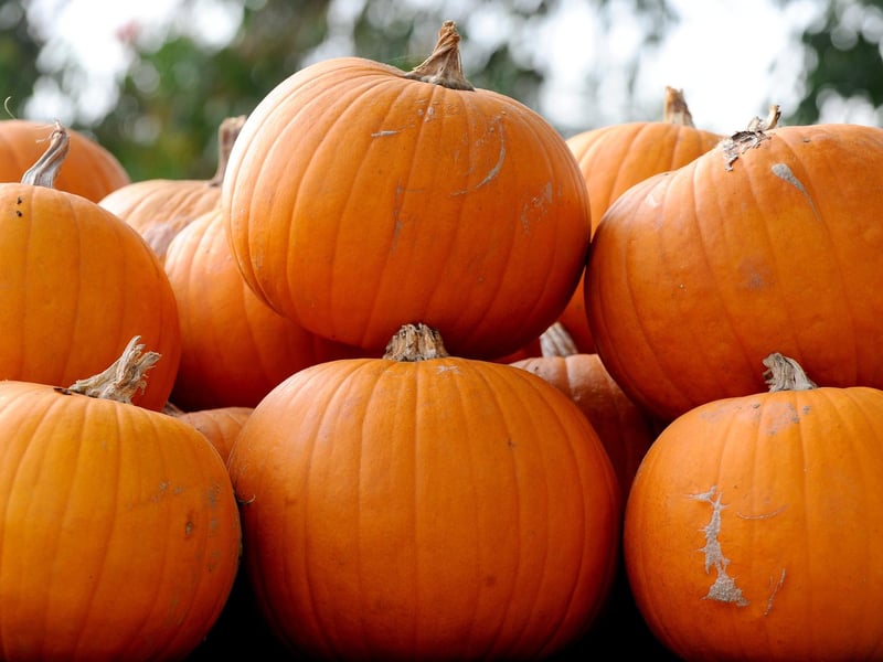Stoke Fruit Farm in Hayling Island, have a fantastic display of pumpkins which can be seen and purchased ready in time for Halloween.
Picture: Sarah Standing (101023-1802)