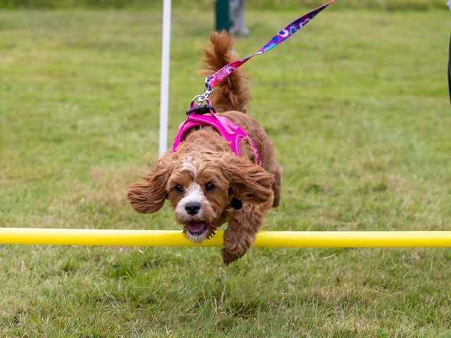 An energetic dog tackles the assault course at the Denmead Fun Dog Show. Picture: Mike Cooter (210724)