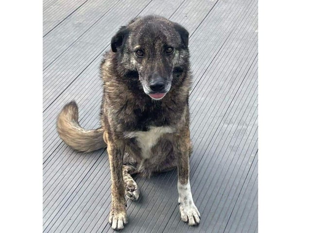 Five-year- old Flower had the very worst start to her life. She was a stray, unwanted and unloved.
Flower was struck by a car and as a result sustained a nasty open break to her back leg which needed to be amputated.
She is the sweetest girl with people but not a fan of other dogs. It’s not surprising considering all she has been through. For this reason Flower needs to be the only pet in the home.
Flower is looking for a quiet and understanding home. She loves sunbathing in the garden, lazing on her bed and being brushed.
She greets her foster family with the wiggliest bottom and tail. She’s a quiet and unassuming girl who is house trained, polite indoors and can be left.
She is appropriately 17kg.
Adoption fee is £225 and to see what this includes, visit the charity's website.