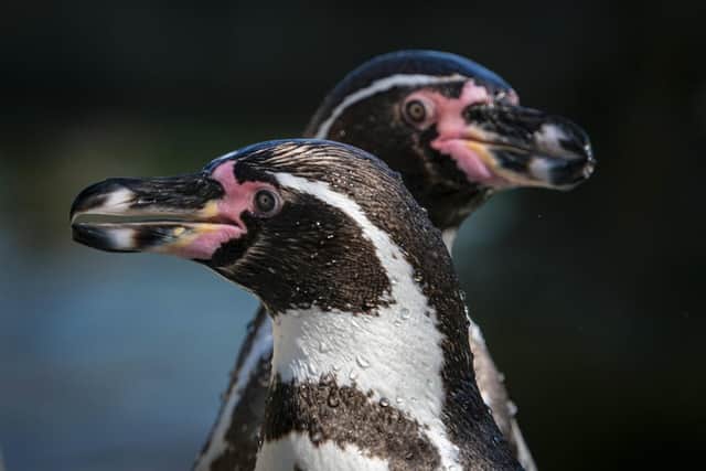 Humboldt penguins at Marwell Zoo. Picture by Lawrie Brailey