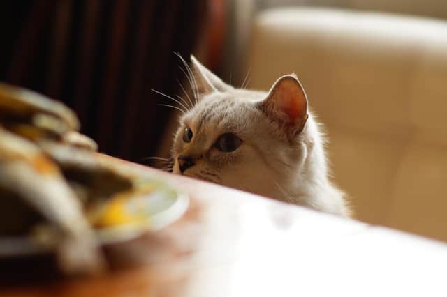 A cat eyes up the fried fish on the table. Picture by Shutterstock