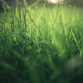 Concerns have been raised about how often grass is cut in public places across the Havant borough