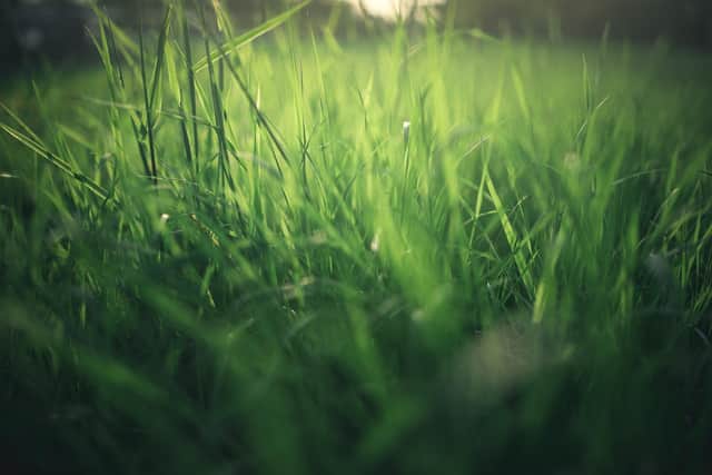 Concerns have been raised about how often grass is cut in public places across the Havant borough