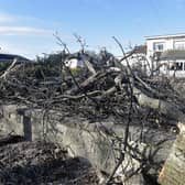 The remains of the fallen tree outside Park Wood Lodge care home on London Road, Waterlooville, on Tuesday, February 28.
Picture: Sarah Standing