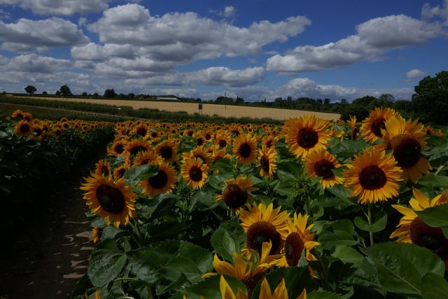 Saturday 13th to Monday 29th August 2022 between 9.30 am and 5.30 pm at Bickton Manor Farm, Hampshire. 
Enjoy a huge sunflower maze and pick beautiful flowers costing £5 for 6 or £1 each. 

Photo: Michelle Penfold