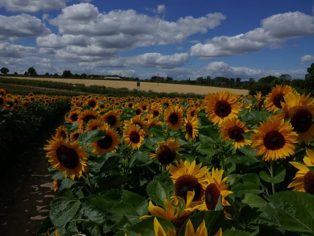 Saturday 13th to Monday 29th August 2022 between 9.30 am and 5.30 pm at Bickton Manor Farm, Hampshire.
Enjoy a huge sunflower maze and pick beautiful flowers costing £5 for 6 or £1 each.
Photo: Michelle Penfold