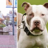 A person was bitten by an XL Bully in Palmerston Road, Southsea, on November 7. Police seized the dog on November 20 after several reports were made to the force. Note - the dog pictured is a stock image and not the animal involved in the incident. Picture: Habibur Rahman/Jacob King/PA