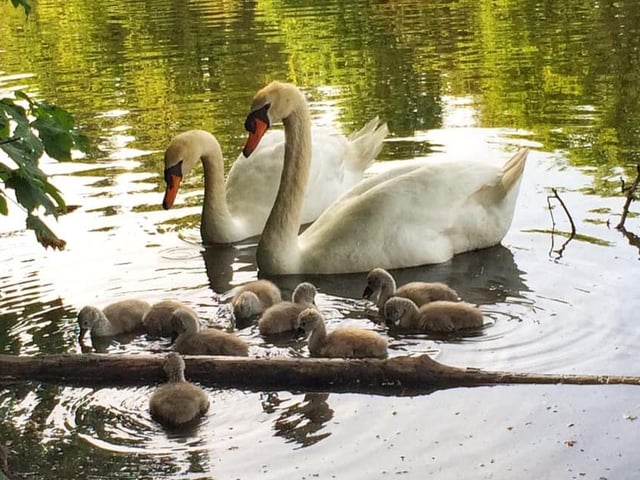 These cygnets were a welcome addition to Fiona's trip to Hilsea Lines.