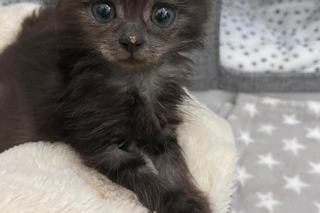 Tiny kitten Winston was rescued by The Cat Welfare Group when he was abandoned by his mother, and volunteers gave him round-the-clock care