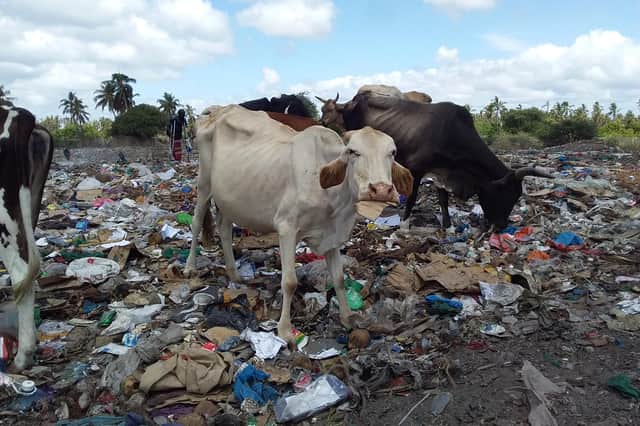 Kenyan cattle on unmanaged waste tips. Picture by University of Portsmouth