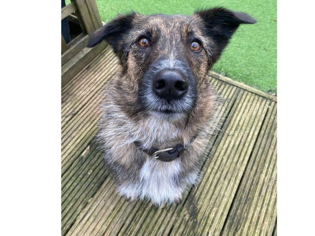 Stanlee with thrive doing scent work, agility, Hoopers, heel work, trick training, Canix or similar. She is an exceptionally smart dog and needs an equally smart owner.