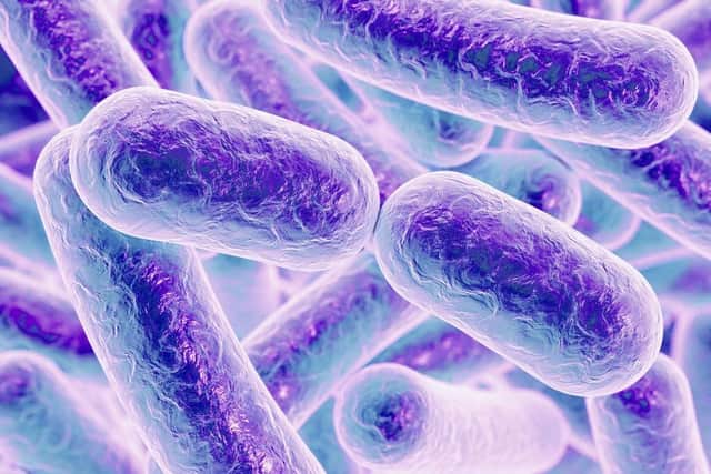 Salmonella bacteria under a microscope