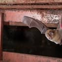 A greater horseshoe bat. Picture by Daniel Hargreaves