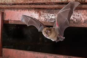 A greater horseshoe bat. Picture by Daniel Hargreaves