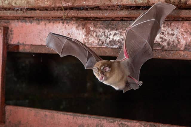 A greater horseshoe bat. Picture by Daniel Hargreaves
