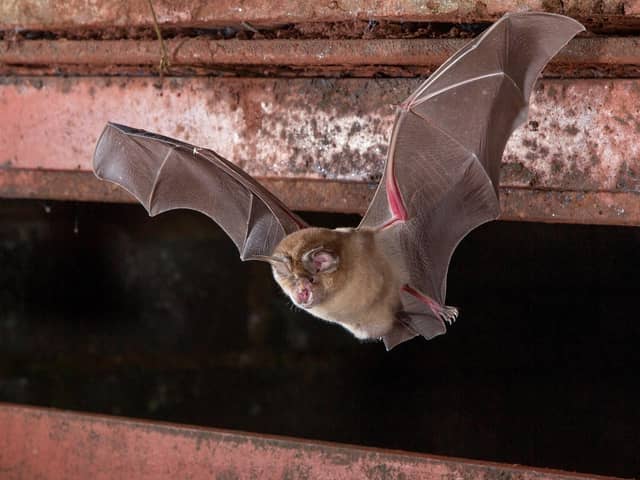 A greater horseshoe bat. Picture by Daniel Hargreaves