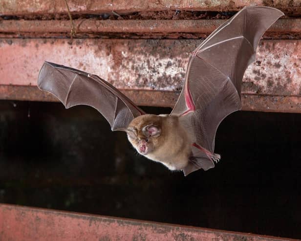 A greater horseshoe bat. Picture by Daniel Hargreaves