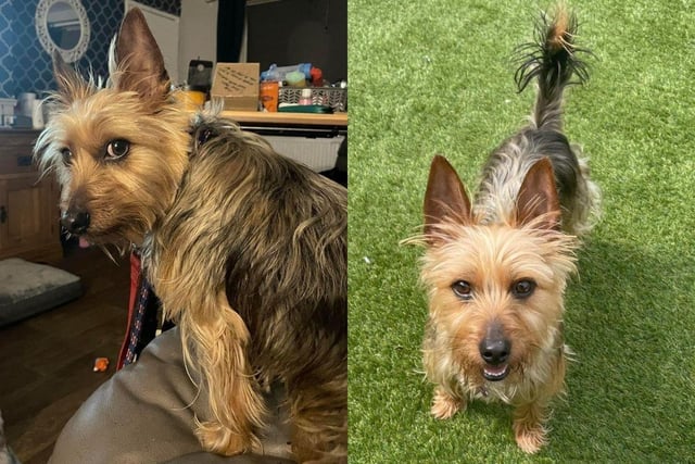 Cody is a 4-year-old Yorkshire Terrier boy who is currently being fostered in Southampton.
He is fantastic with other dogs and he walks really nicely on the lead and travels well in the car. Cody loves toys and his favourite thing is playing football.
Unfortunately, Cody finds being handled or picked up very stressful and he will snap if he feels uncomfortable. He needs to be muzzled for vet and grooming trips.
There is a training plan in place in relation to handling and seeking his consent to handing through positive reinforcement training.
Cody is looking for an adult only home. He is not good with cats and will chase them. He is polite in the home, house trained and can be left.
The adoption fee is £225 and to find out what this cost includes, visit the charity's website.