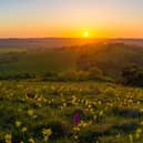 Orchids on Butser Hill by Lewis Watt.