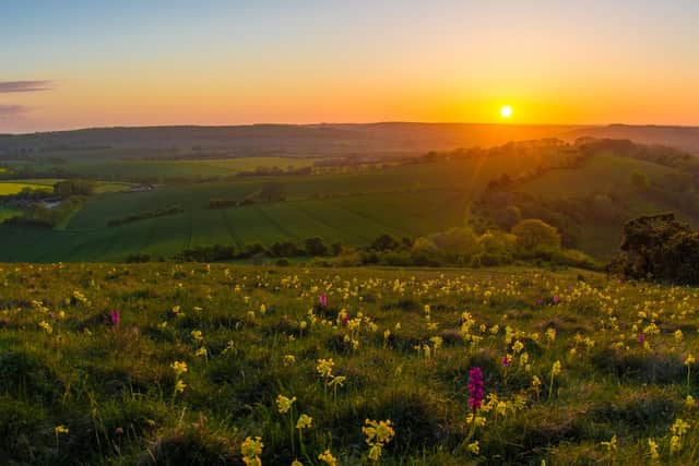 Orchids on Butser Hill by Lewis Watt.