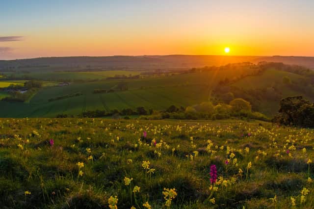 Orchids on Butser Hill by Lewis Watt.