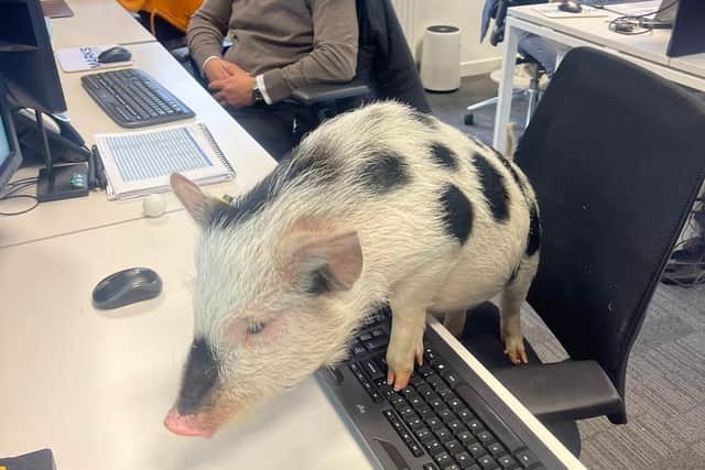 Kew Little Pigs' show pigs love to go out to all kinds of environments - Animal News Agency