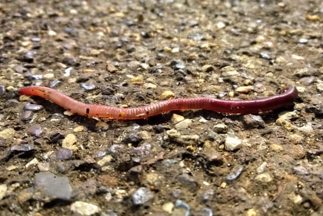 Please look after this worm.
