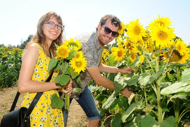 Sally Slidel, 23, and Scott Hawley, 24. Scott, who works at Sam's Sunflowers, said the the flower fields have been 'very popular'.
Picture: Sarah Standing