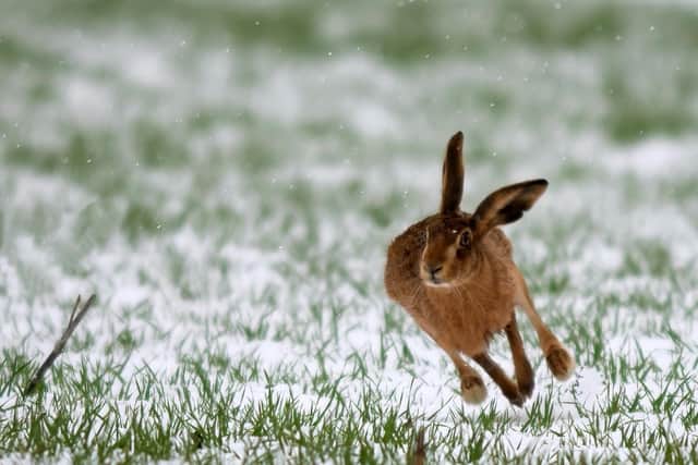 Wildlife winner, Winter Runner by Richard Murray