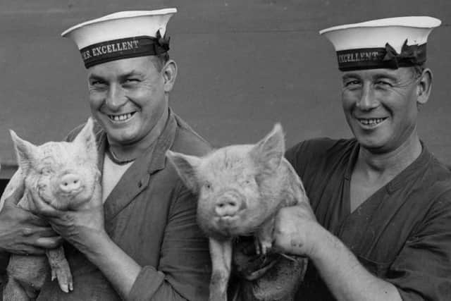 Sailors from HMS Excellent holding pigs at Whale Island, September 1933. Picture: Fox Photos/Getty Images