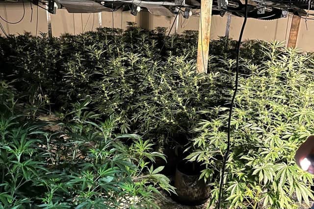 Police seized over £100m worth of cannabis as part of Operation Mille. Picture: Hampshire and Isle of Wight Constabulary