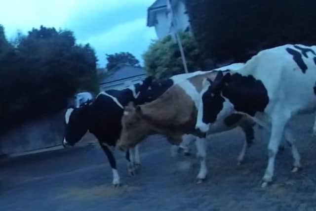 Cows were thwarted in their efforts to storm the A27. Pic Waterlooville police
