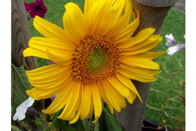 Sunflower By Lynda Piddington, chairman of the Purbrook Horticultural Society