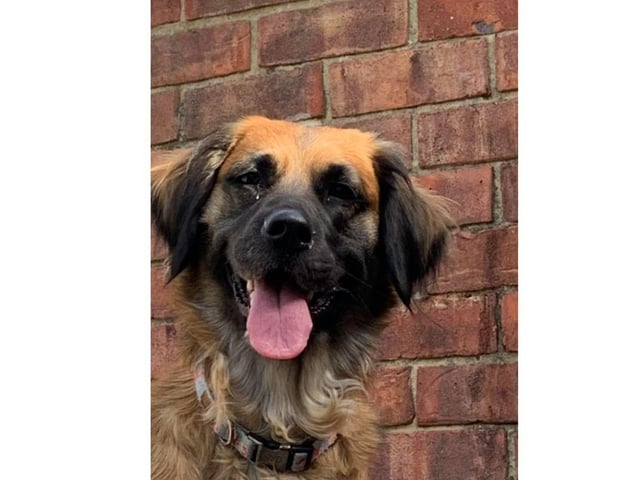 Kate Wingham shared this adorable picture of Coco.