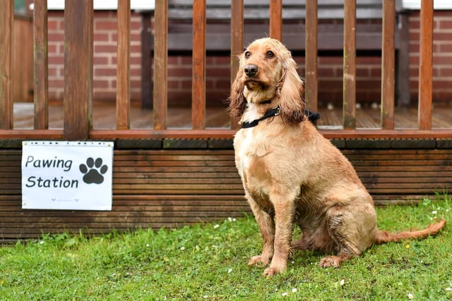 A Cocker Spaniel will set you back around £1,330 on average. (Photo by Anthony Devlin/Getty Images)