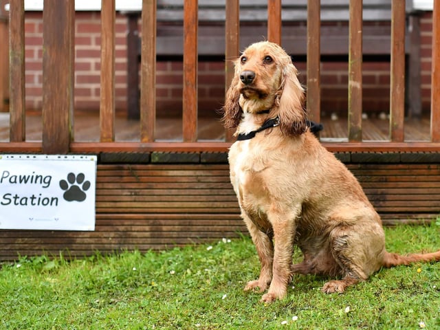 A Cocker Spaniel will set you back around £1,330 on average. (Photo by Anthony Devlin/Getty Images)
