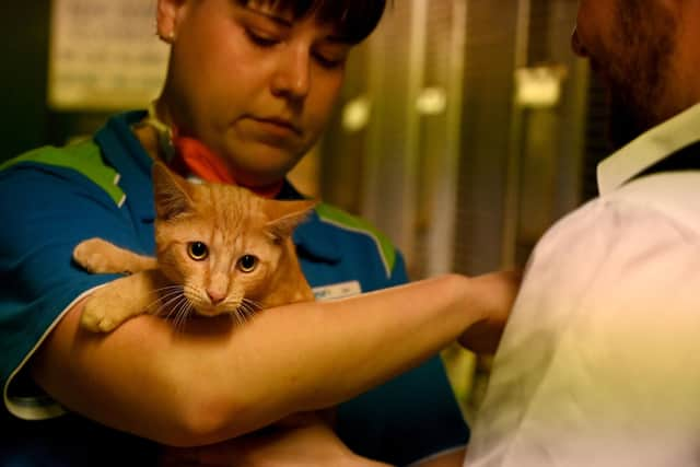 Can you go to the vets during lockdown? Picture: PETER PARKS/AFP via Getty Images