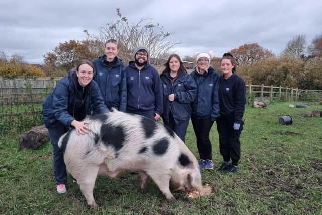 Phil the three-year-old pig has finally found his forever home after being at The Stubbington Ark for 620 days. 
Pictured: Team members with Phil 

Picture: The Stubbington Ark