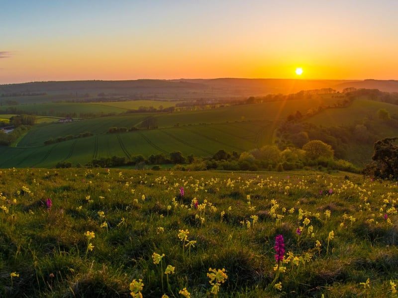 Orchids at Butser Hill in The South Downs.