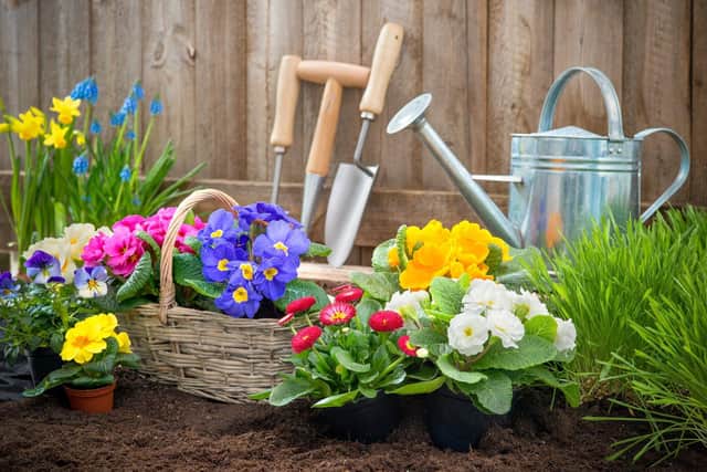 Now's a good time to sow primula seeds.