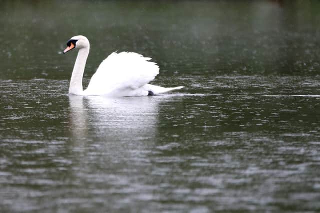 Generic image of a swan. Picture: David Rogers/Getty Images