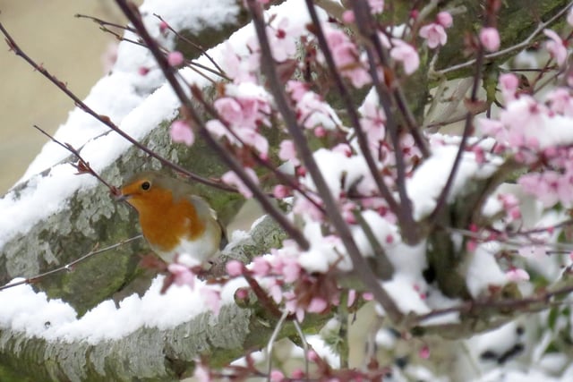 Spring blossom looking lovely, but the conditions were even a shock for this Robin as Beast from the East returned for a second time. Picture: Gary Taw