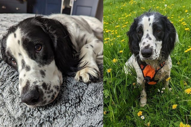 Meet Cody. The 12 month old working cocker spaniel is currently in foster in Somerset. He loves going for long walks and especially enjoys the countryside. He walks well on his lead and harness and has learnt good recall off lead. He loves water and enjoys a splash around at every opportunity.
Cody has led a sheltered life so far so is a little nervous of new people. Once he knows you he is an affectionate boy with loads of love to give, and loves nothing more than to snuggle up on the sofa.
Cody is very happy around other dogs and enjoys playing and walking with other them, and would benefit from having another dog in the home, but can be an only dog in the right home. He has never been around children so for that reason he can be rehomed with older children who are respectful of dogs and their space
He is not good around cats. The adoption fee is £425 and to see what this price includes, go to the charity's website.
