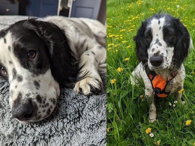 Meet Cody. The 12 month old working cocker spaniel is currently in foster in Somerset. He loves going for long walks and especially enjoys the countryside. He walks well on his lead and harness and has learnt good recall off lead. He loves water and enjoys a splash around at every opportunity.
Cody has led a sheltered life so far so is a little nervous of new people. Once he knows you he is an affectionate boy with loads of love to give, and loves nothing more than to snuggle up on the sofa.
Cody is very happy around other dogs and enjoys playing and walking with other them, and would benefit from having another dog in the home, but can be an only dog in the right home. He has never been around children so for that reason he can be rehomed with older children who are respectful of dogs and their space
He is not good around cats. The adoption fee is £425 and to see what this price includes, go to the charity's website.