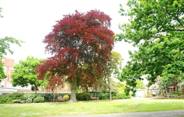 86 per cent of homes in Portsmouth have access to a private garden. Pictured is Victoria Park, Portsmouth.
Picture: Sarah Standing (060519-8154)