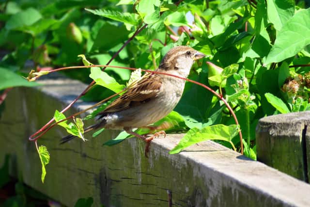 A female house sparrow in a Hampshire garden. Picture: Eric Eddles