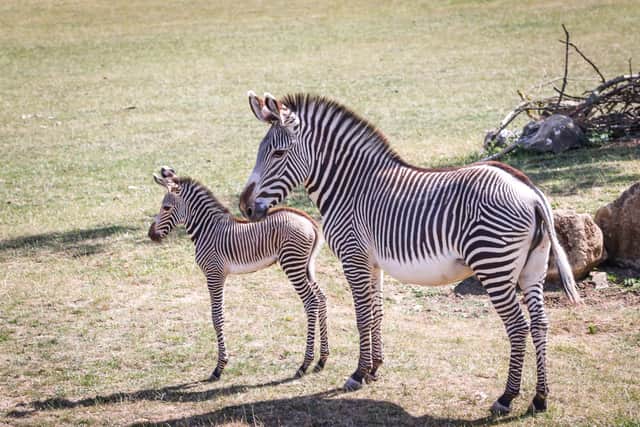 A new Grevy's Zebra foal joins mum for his first trip outside at Marwell Zoo. Paul Collins for Marwell Zoo.